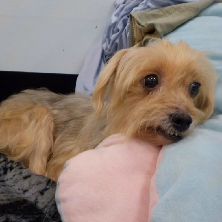 The dog, from the shelter's listing