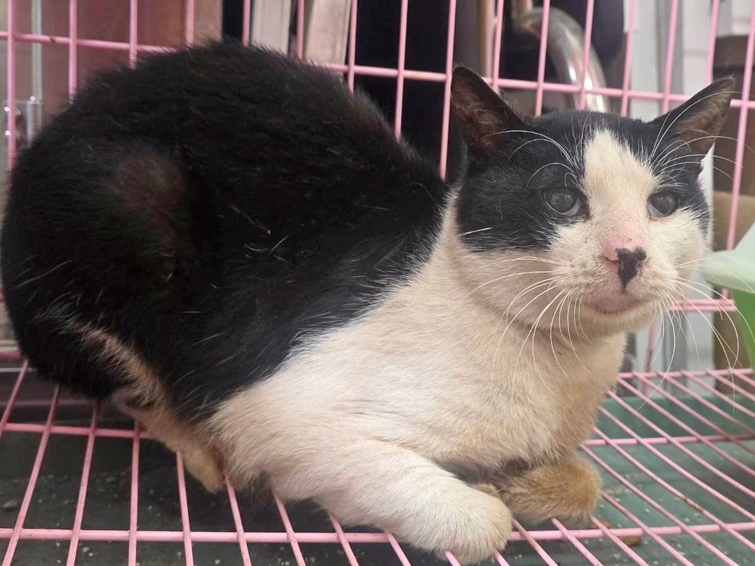 The cat, from the shelter's listing