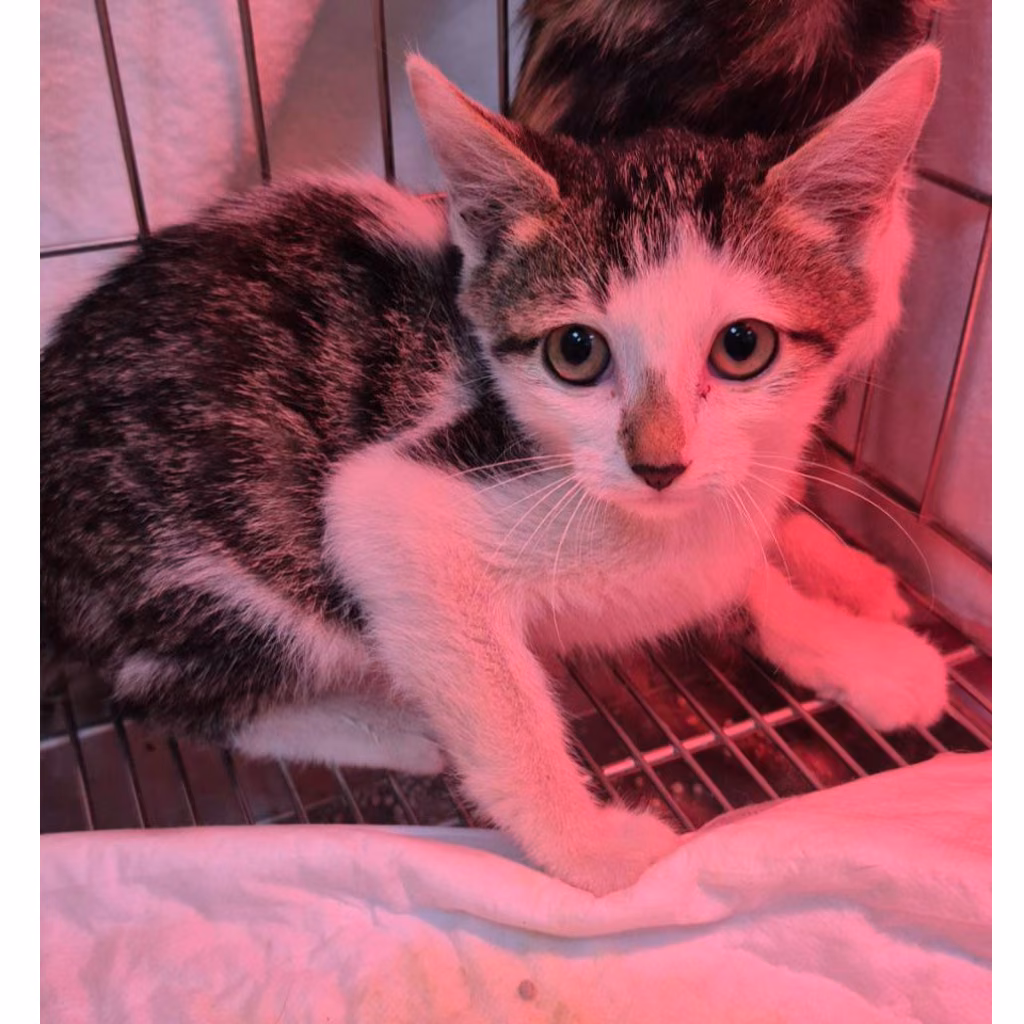 The cat, from the shelter's listing