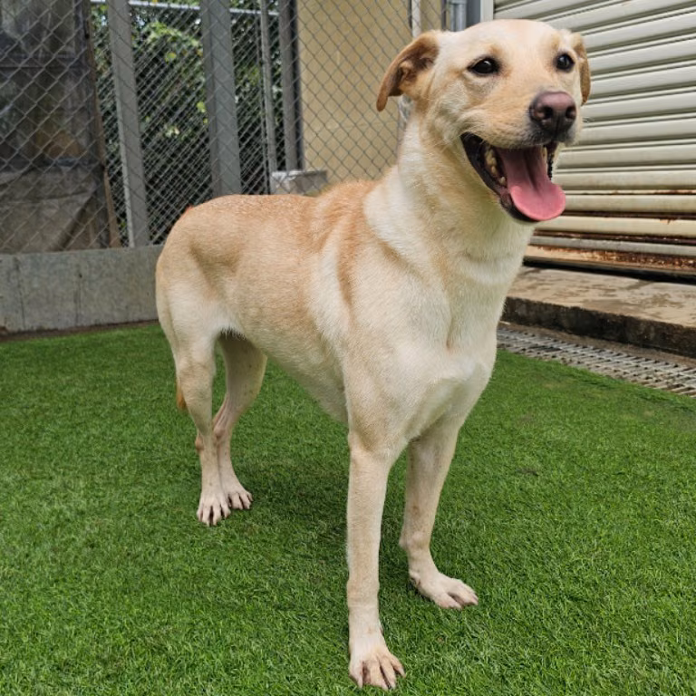 The dog, from the shelter's listing