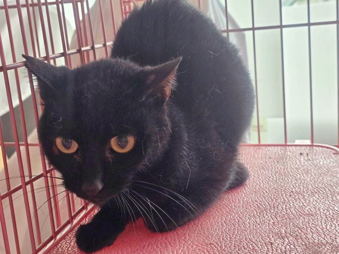 The cat, from the shelter's listing
