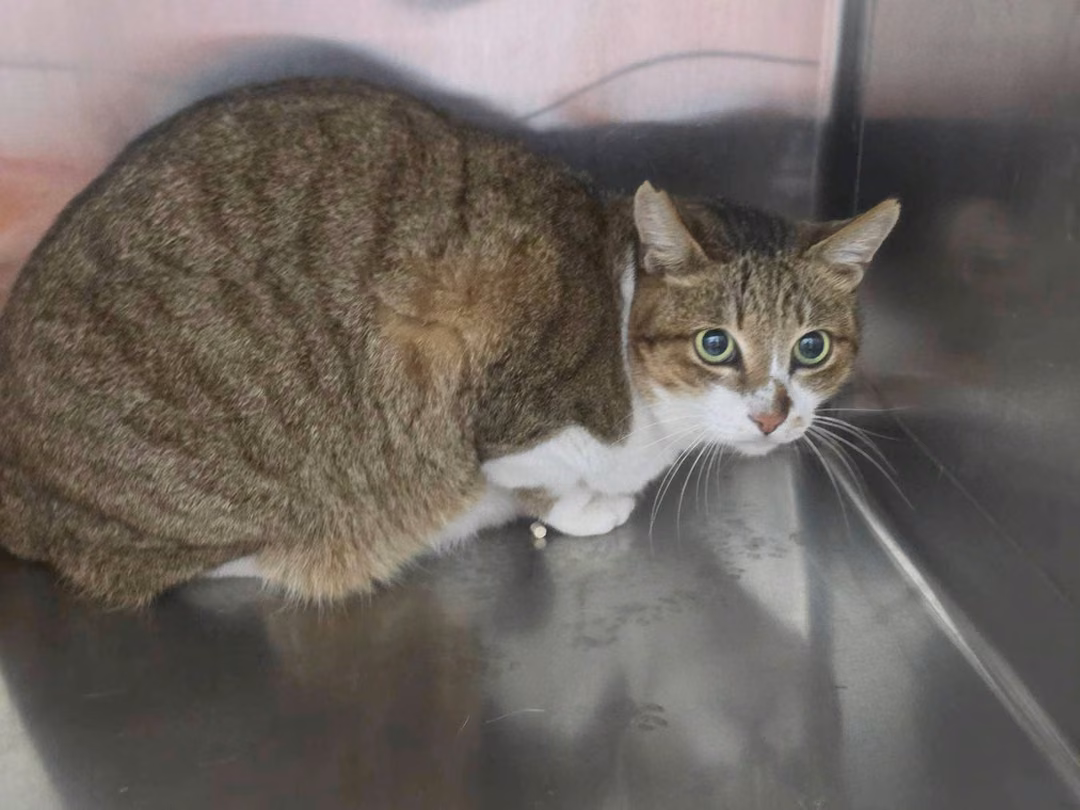 The cat, from the shelter's listing