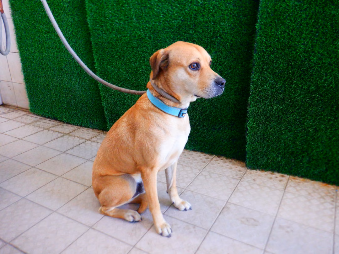 The dog, from the shelter's listing