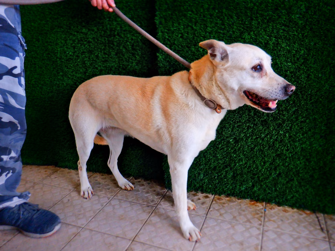 The dog, from the shelter's listing