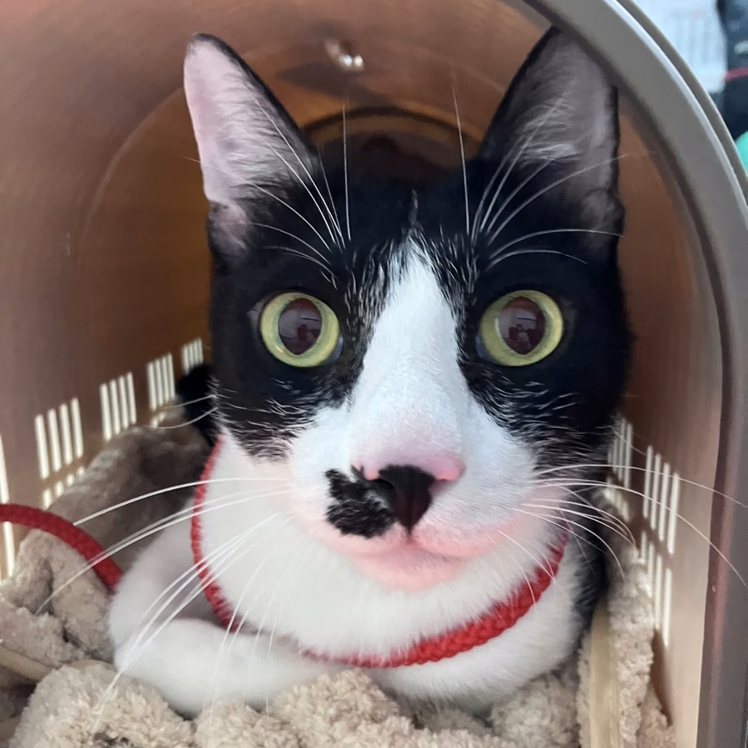 The cat, from the shelter's listing