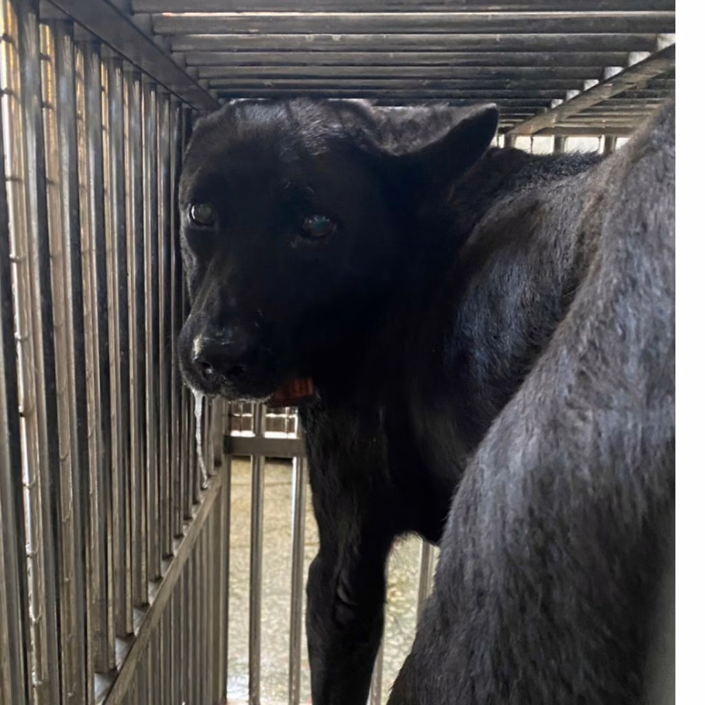 The dog, from the shelter's listing