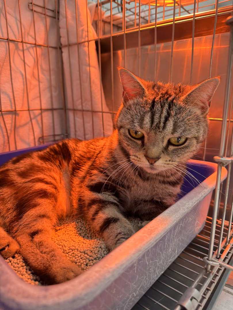 The cat, from the shelter's listing