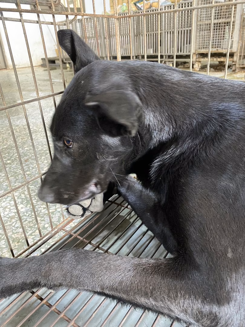 The dog, from the shelter's listing