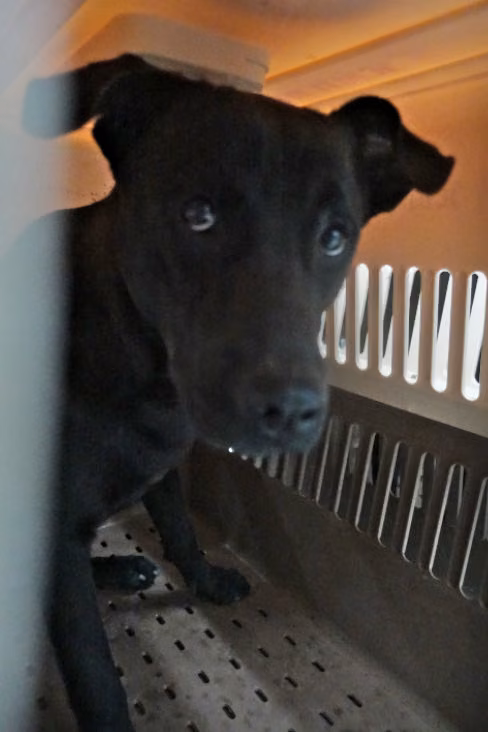 The dog, from the shelter's listing