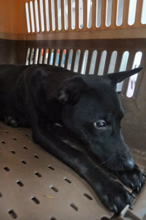 The dog, from the shelter's listing