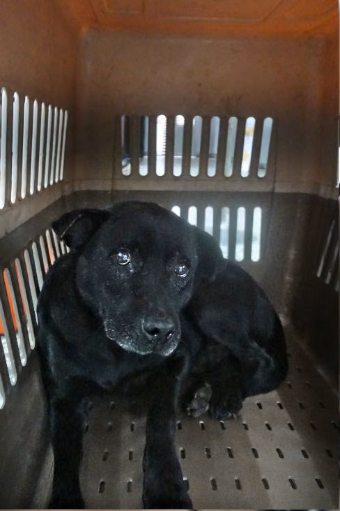 The dog, from the shelter's listing