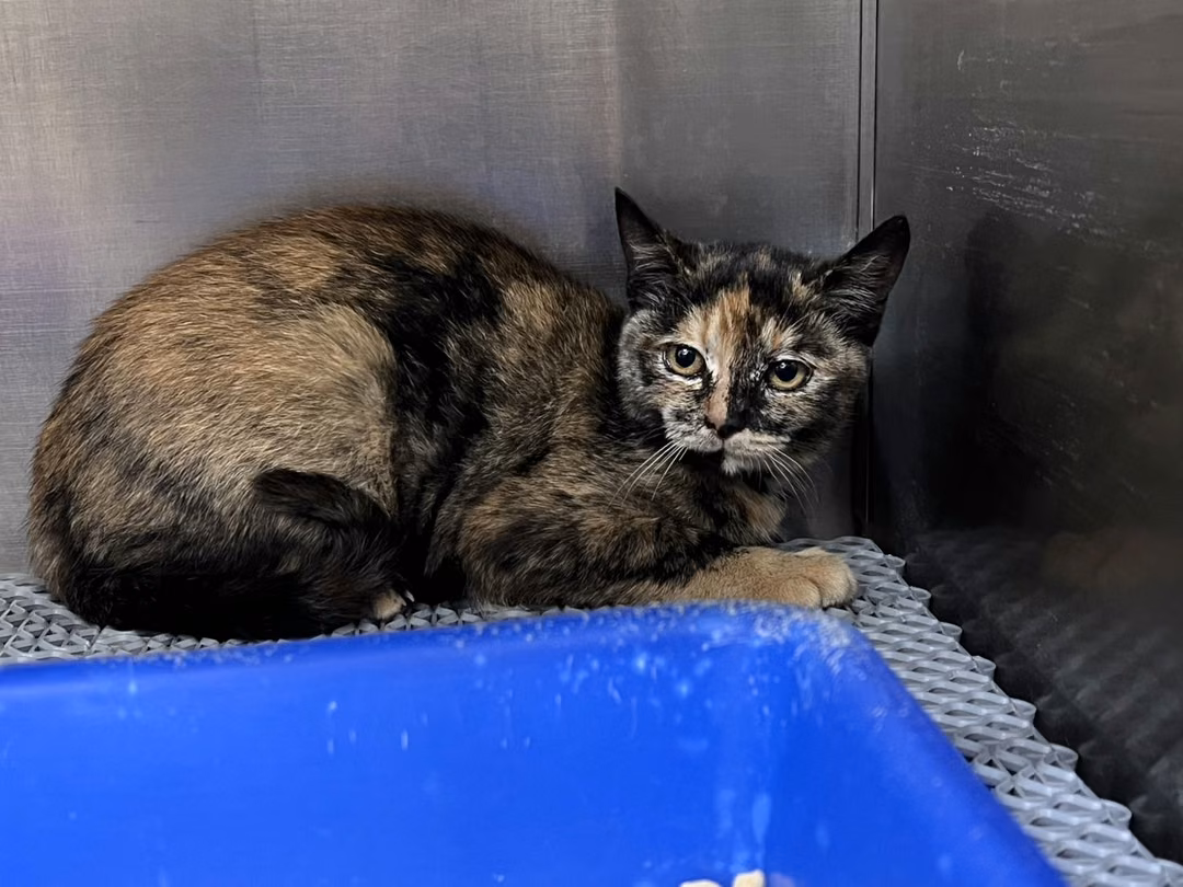 The cat, from the shelter's listing