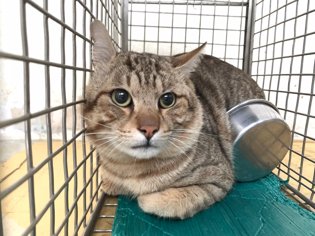 The cat, from the shelter's listing