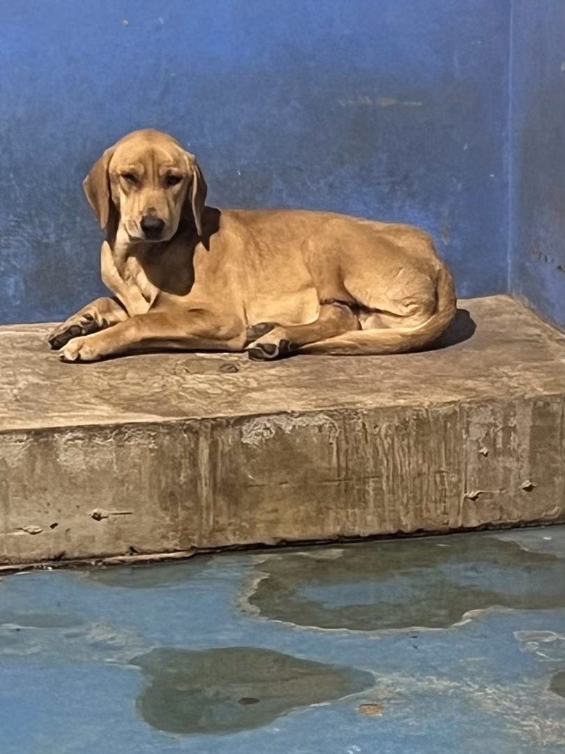 The dog, from the shelter's listing