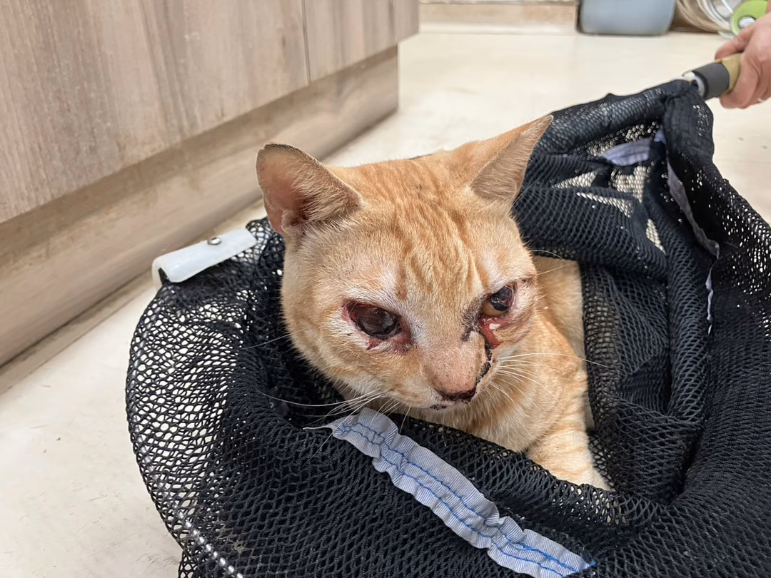 The cat, from the shelter's listing
