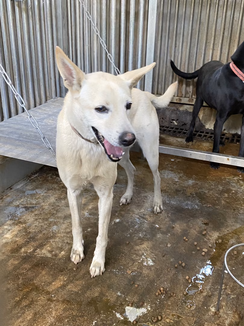 The dog, from the shelter's listing