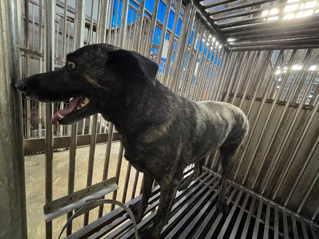 The dog, from the shelter's listing