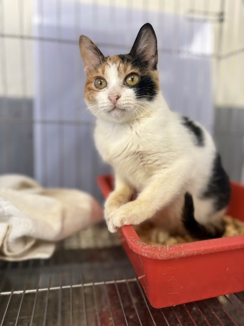 The cat, from the shelter's listing