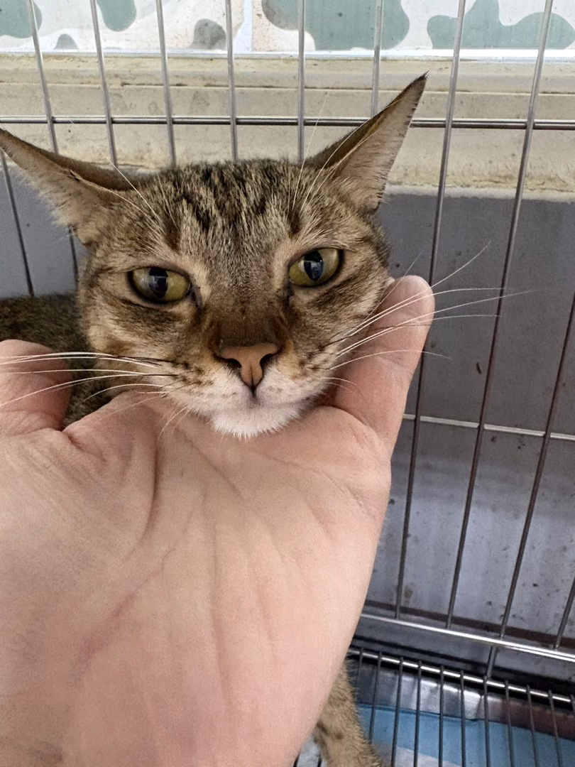 The cat, from the shelter's listing