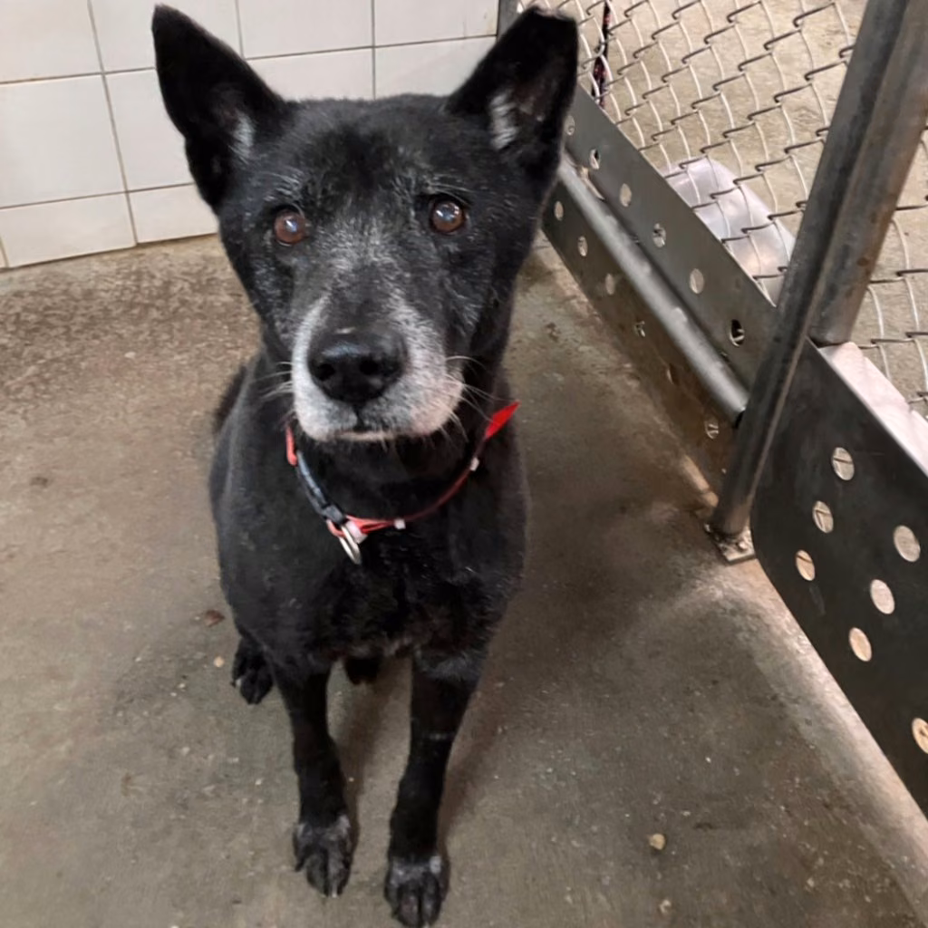 The dog, from the shelter's listing