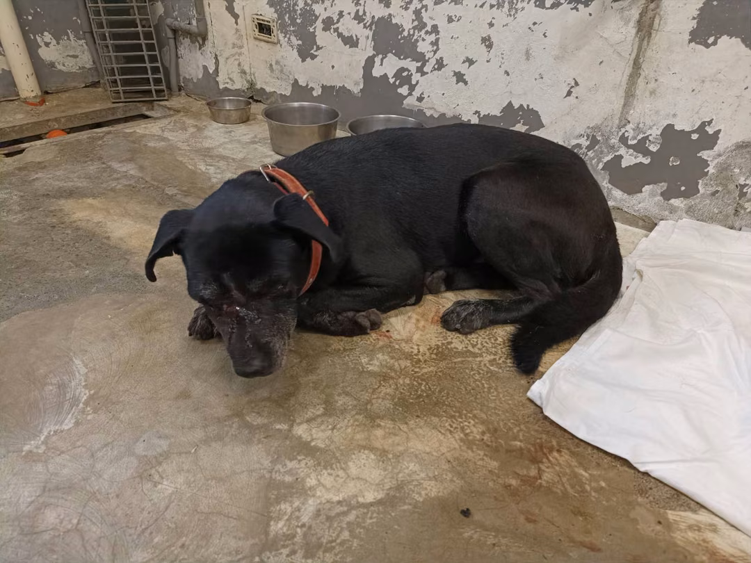 The dog, from the shelter's listing