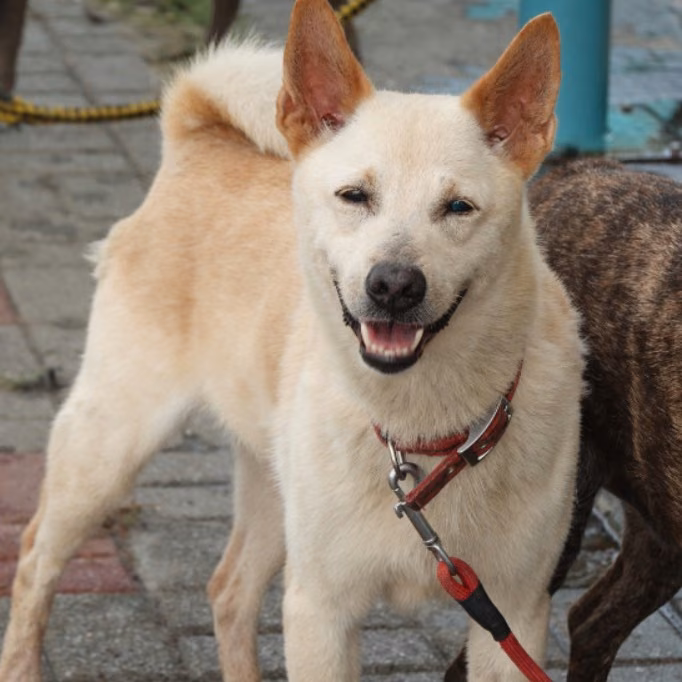 The dog, from the shelter's listing
