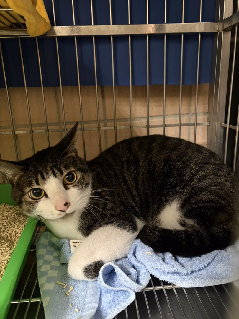 The cat, from the shelter's listing