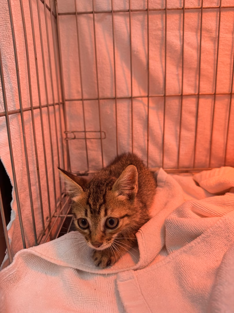 The cat, from the shelter's listing