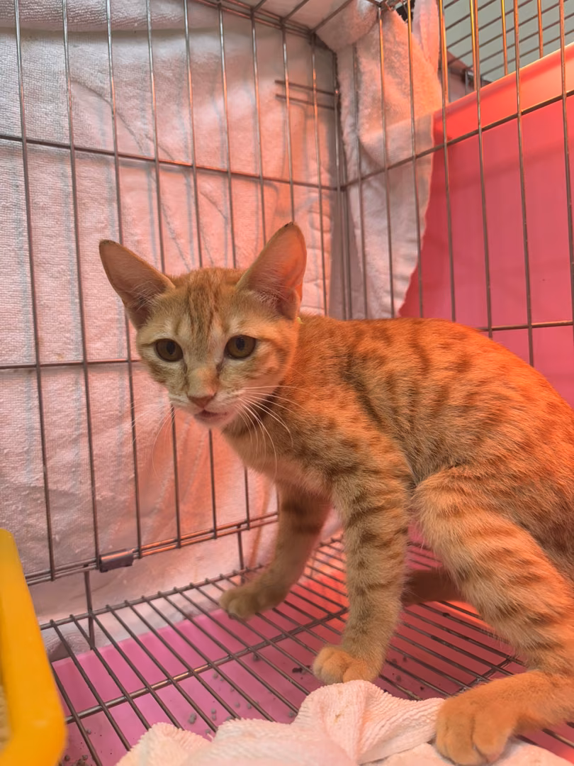 The cat, from the shelter's listing