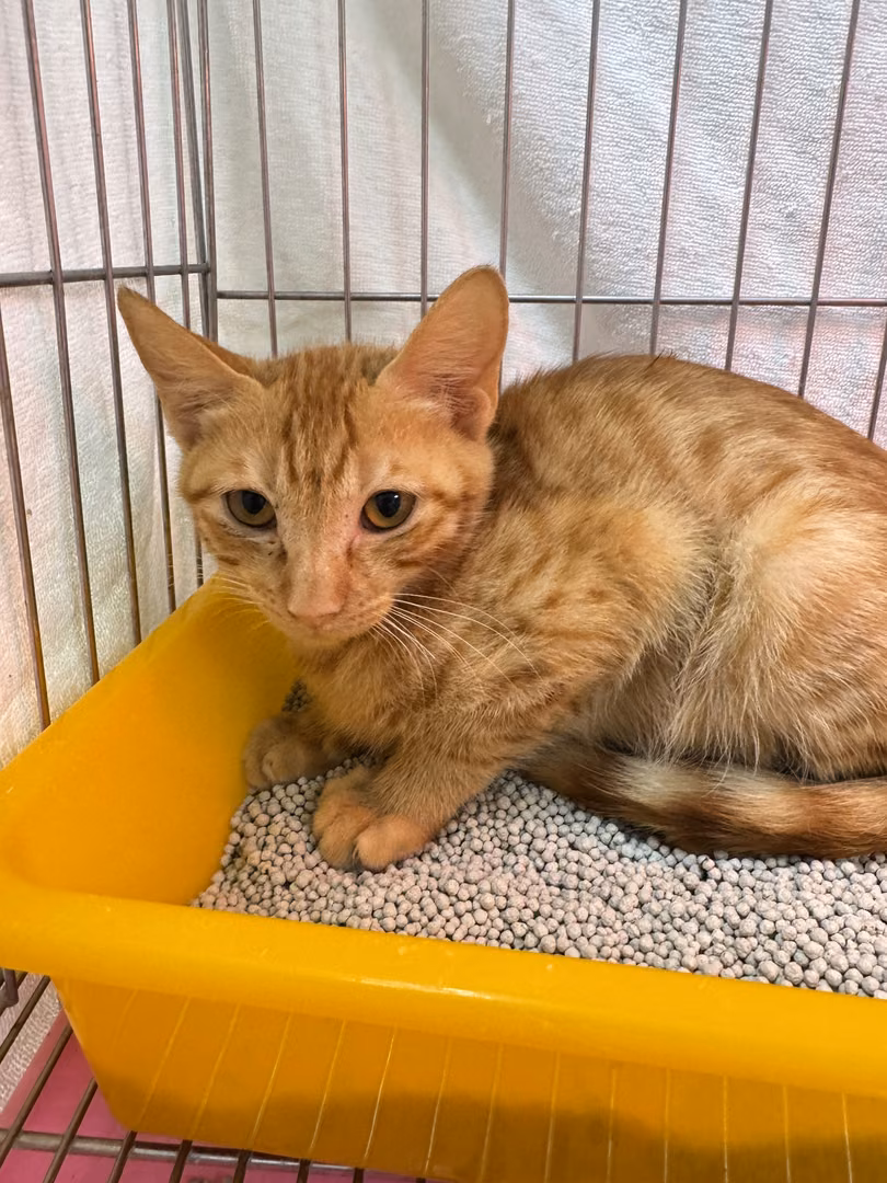 The cat, from the shelter's listing