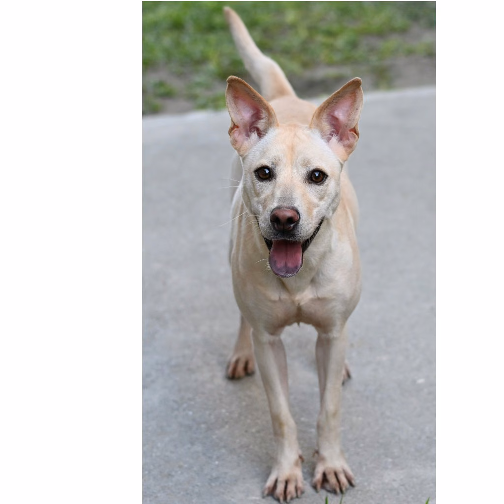 The dog, from the shelter's listing