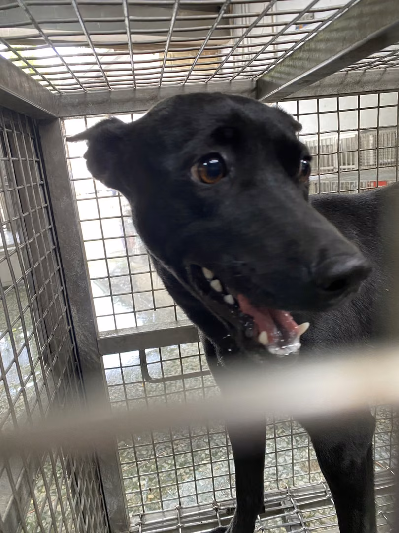 The dog, from the shelter's listing