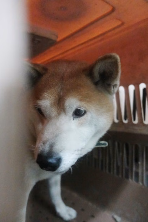 The dog, from the shelter's listing