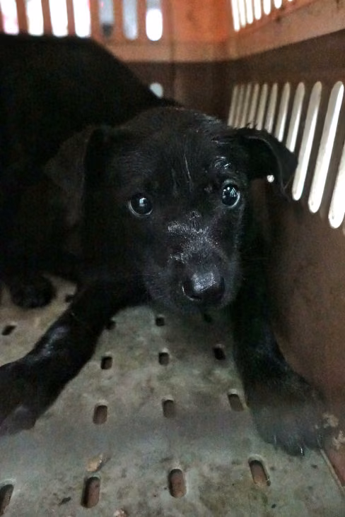 The dog, from the shelter's listing