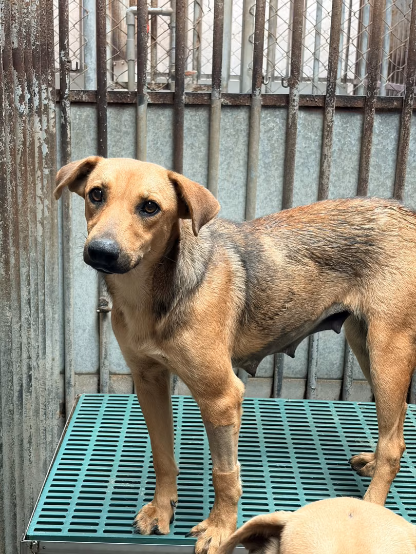 The dog, from the shelter's listing