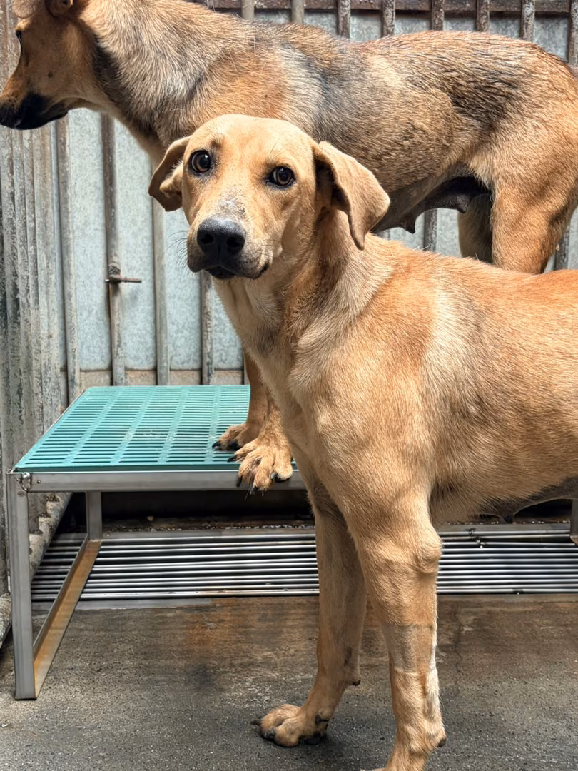 The dog, from the shelter's listing
