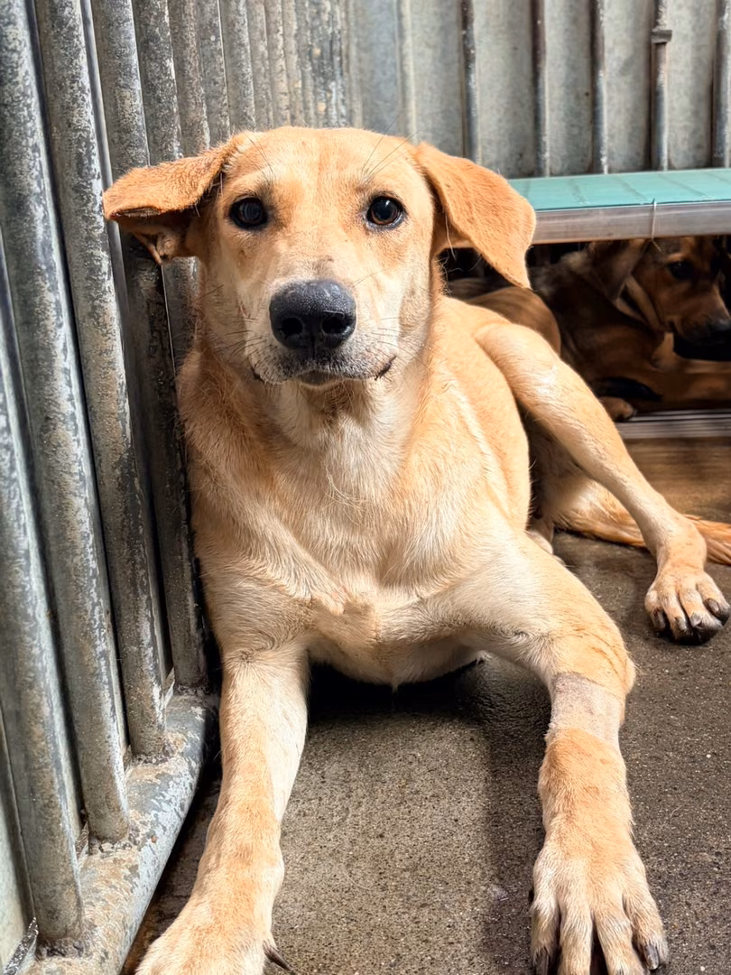 The dog, from the shelter's listing