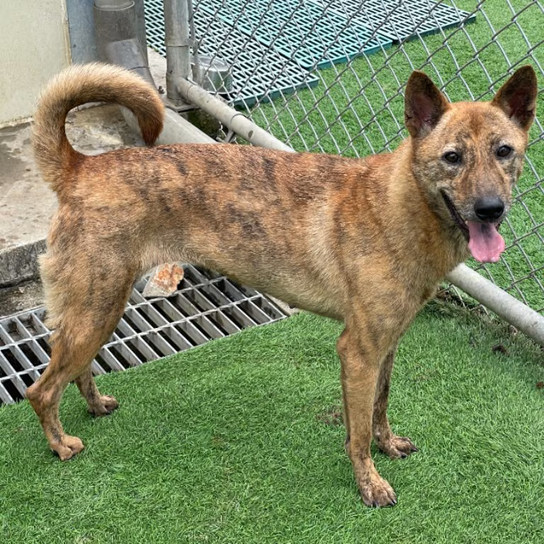 The dog, from the shelter's listing