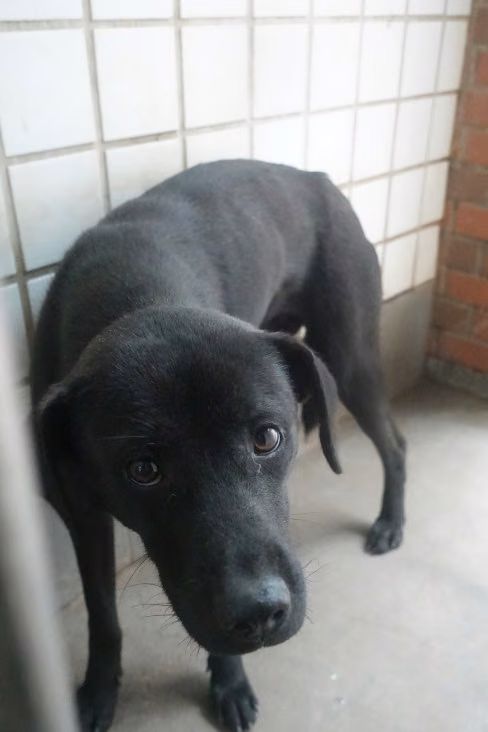 The dog, from the shelter's listing