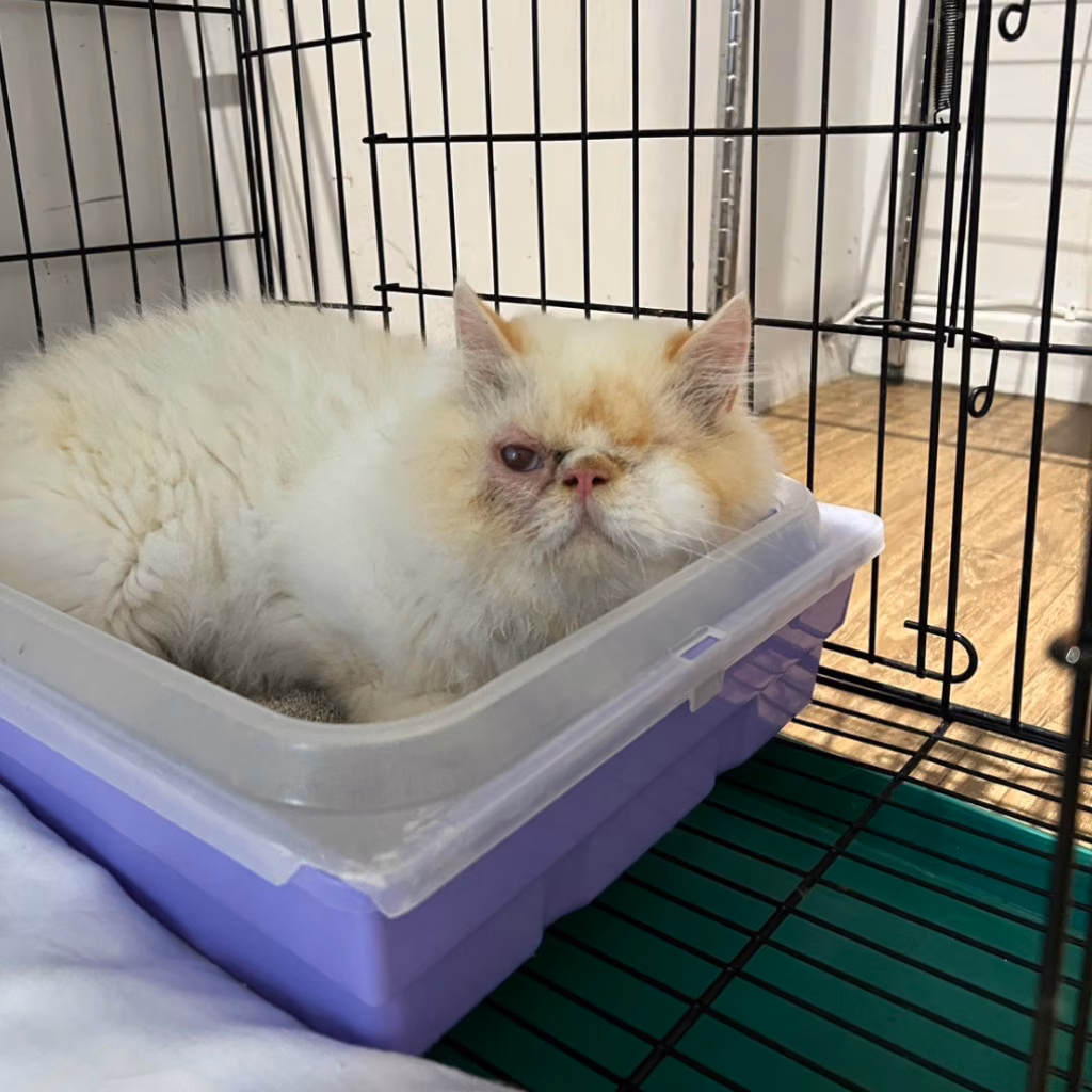 The cat, from the shelter's listing