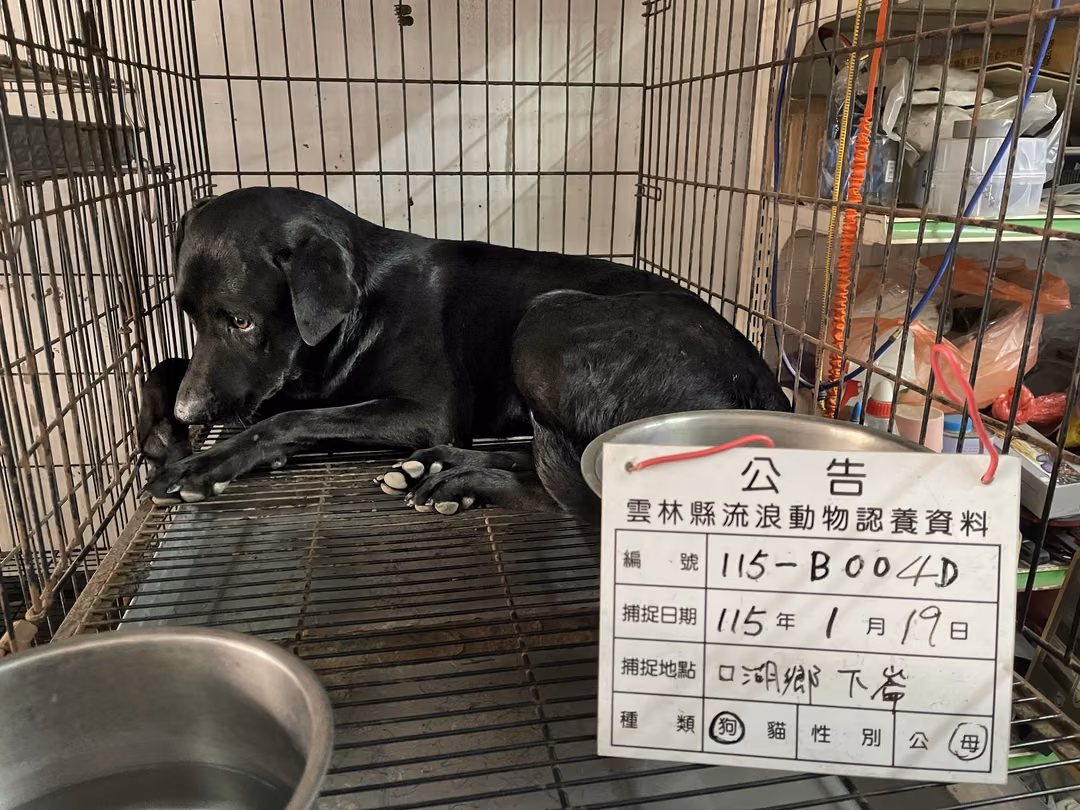 The dog, from the shelter's listing