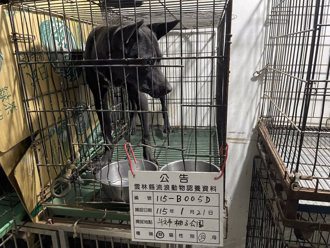 The dog, from the shelter's listing