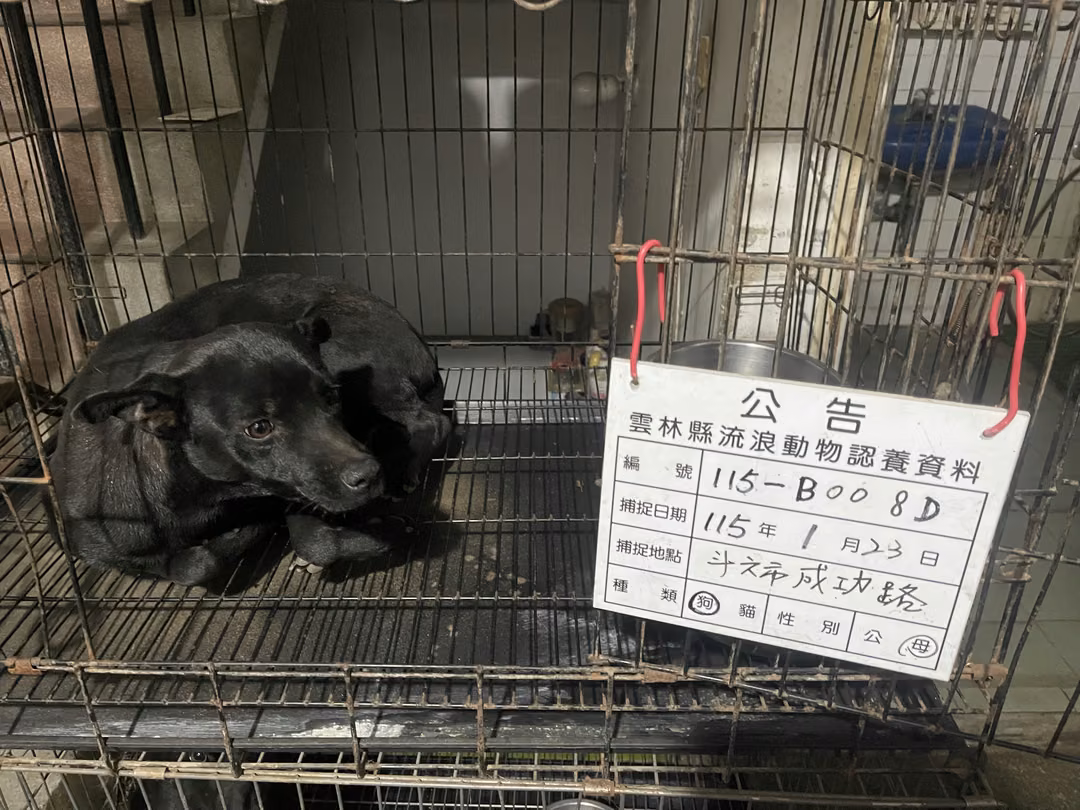 The dog, from the shelter's listing