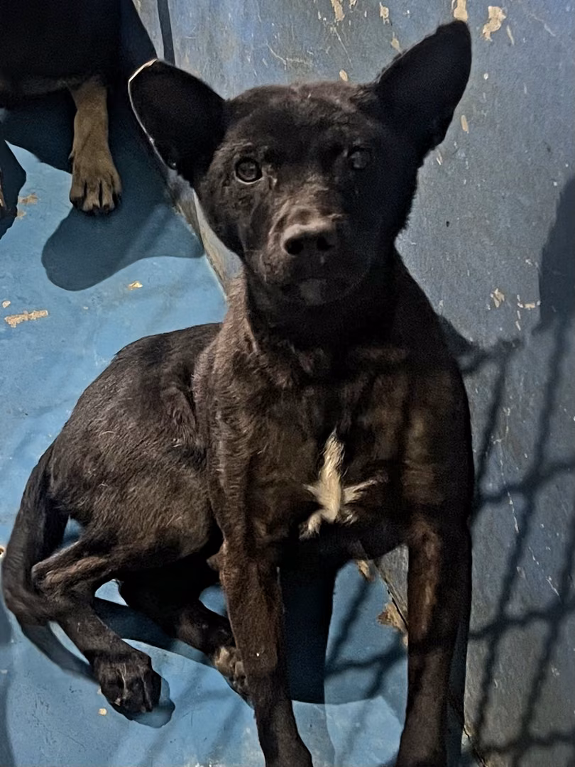 The dog, from the shelter's listing