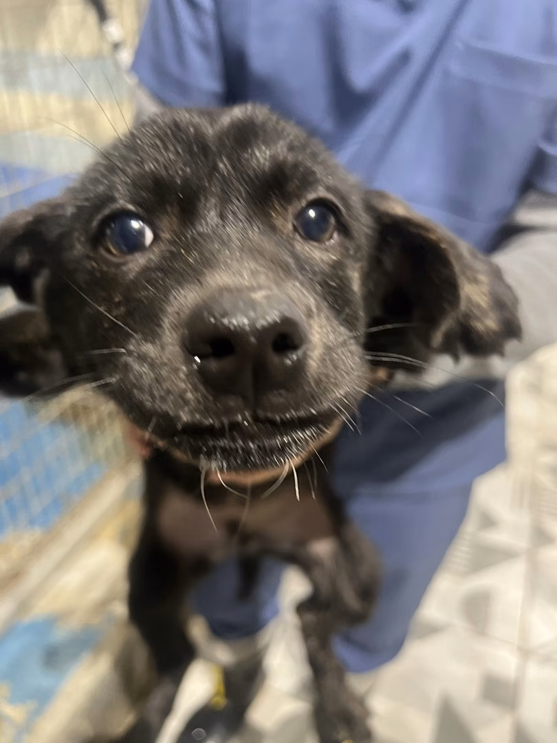 The dog, from the shelter's listing