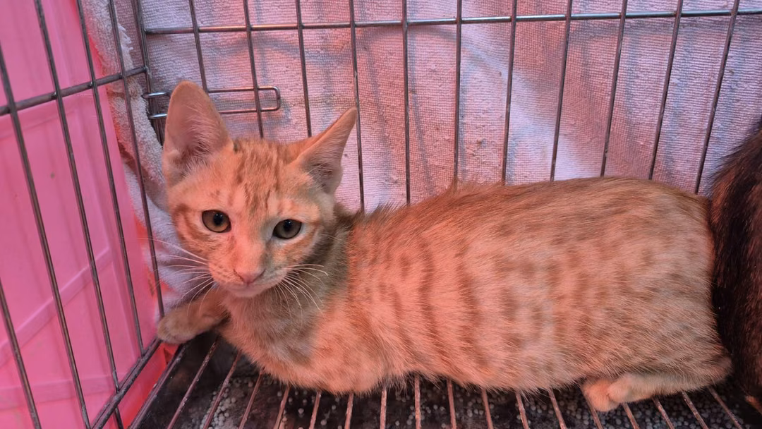 The cat, from the shelter's listing