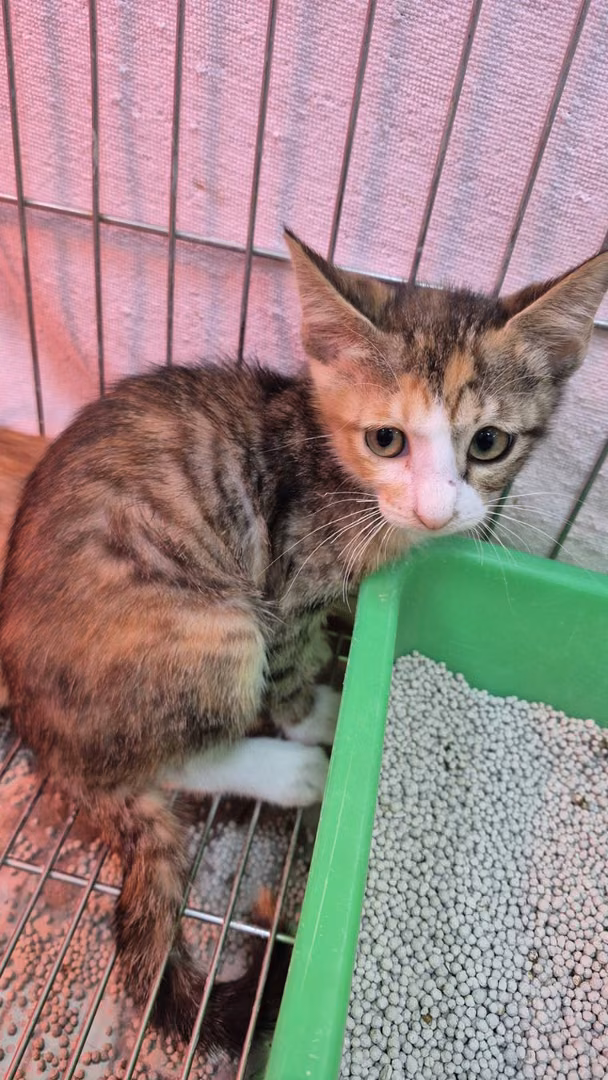 The cat, from the shelter's listing