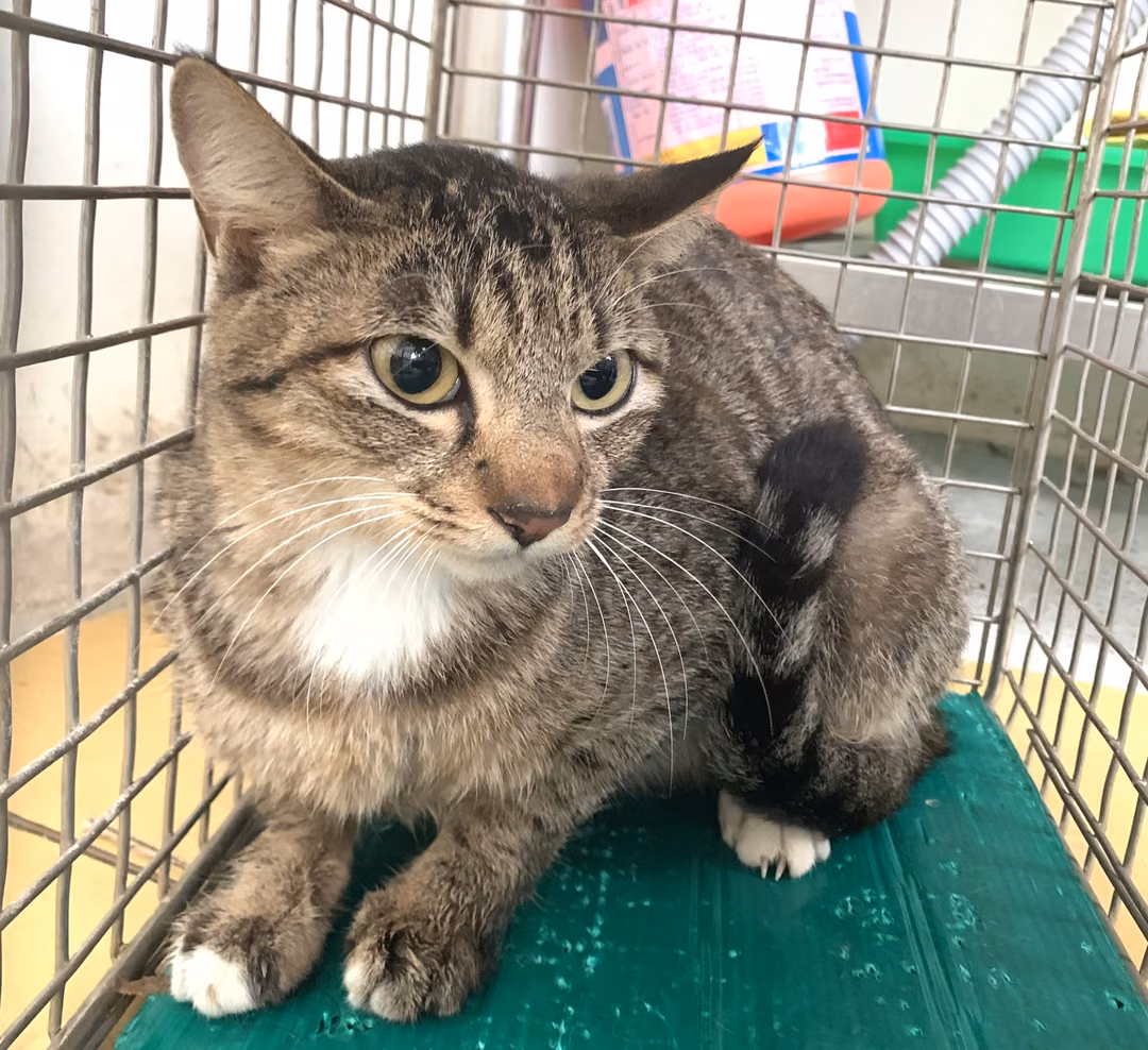 The cat, from the shelter's listing