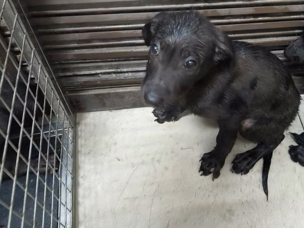 The dog, from the shelter's listing