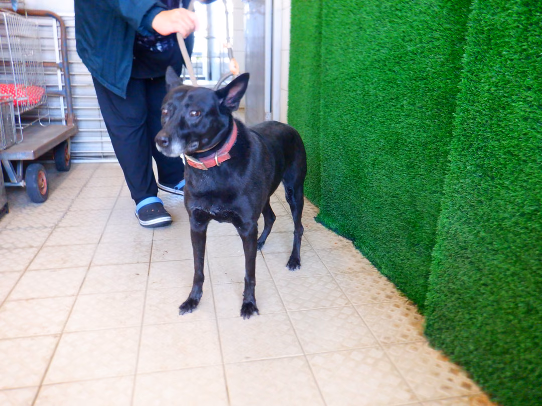 The dog, from the shelter's listing